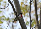 Rose-breasted Grosbeak (16)
