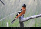 079 - 913 Black-headed Grosbeak
