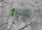 Black-headed Grosbeak (14)