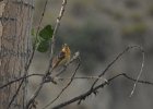 Black-headed Grosbeak (15)