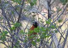 Black-headed Grosbeak (4)