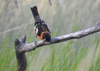 Black-headed Grosbeak (7)