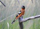 Black-headed Grosbeak (8)