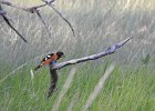 Black-headed Grosbeak (9)