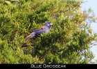 079 - 915 Blue Grosbeak