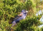 101Blue Grosbeak
