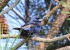 102Blue Grosbeak