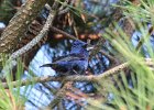 103Blue Grosbeak