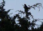 Blue Grosbeak (11)