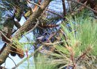 Blue Grosbeak (20)