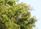 Blue Grosbeak (26)