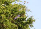 Blue Grosbeak (27)