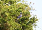Blue Grosbeak (28)
