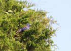Blue Grosbeak (29)