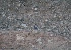Blue Grosbeak (3)