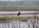 Blue Grosbeak (30)