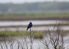 Blue Grosbeak (31)