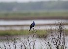 Blue Grosbeak (32)