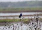 Blue Grosbeak (33)
