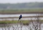 Blue Grosbeak (34)