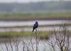 Blue Grosbeak (35)