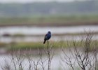 Blue Grosbeak (36)