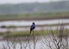 Blue Grosbeak (37)