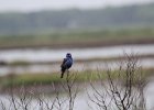 Blue Grosbeak (38)