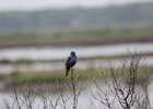 Blue Grosbeak (39)