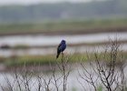 Blue Grosbeak (42)