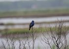 Blue Grosbeak (43)