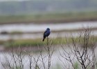 Blue Grosbeak (44)