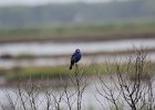 Blue Grosbeak (45)