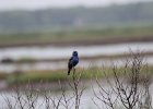Blue Grosbeak (46)