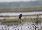 Blue Grosbeak (47)