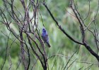 Blue Grosbeak (50)