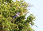 Blue Grosbeak (51)