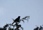 Blue Grosbeak (57)