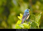 079 - 916 Lazuli Bunting