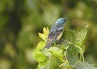 Lazuli Bunting (1)