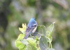 Lazuli Bunting (2)