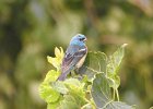 Lazuli Bunting (3)
