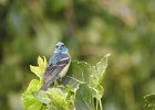 Lazuli Bunting (4)