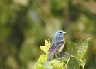 Lazuli Bunting (5)