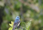Lazuli Bunting (6)