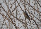 Lazuli Bunting (7)
