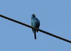 101Indigo Bunting