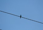 Indigo Bunting (1)