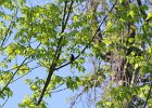 Indigo Bunting (14)