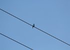 Indigo Bunting (4)